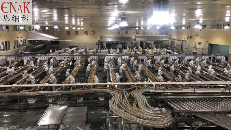 桔子分級挑選現(xiàn)場整線